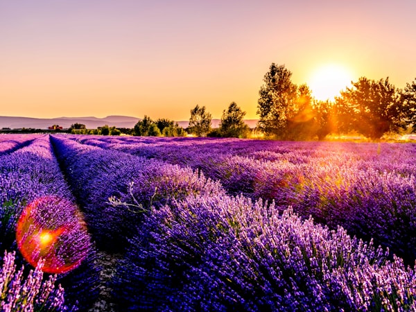 Lavender crafting